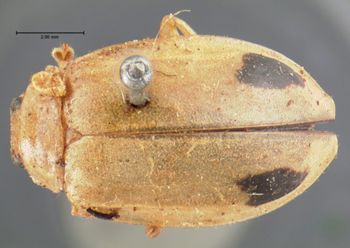 Media type: image; Entomology 18514   Aspect: habitus dorsal view
